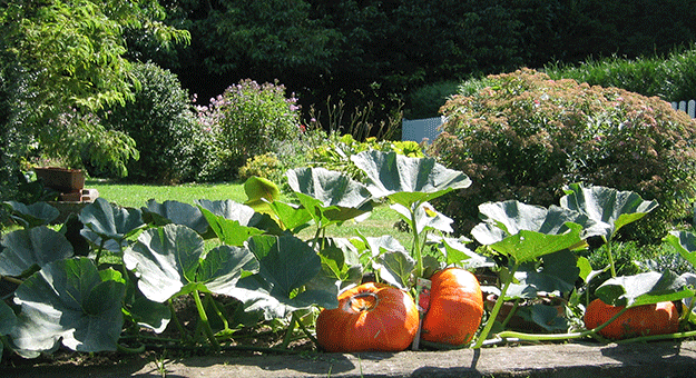 Hotel La Chenevière - Vegetable gardens