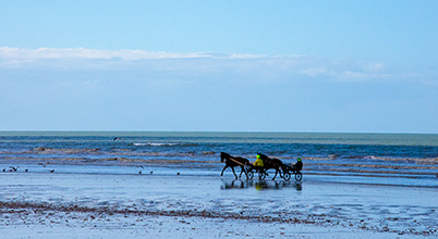 hotel-chenevière-horses