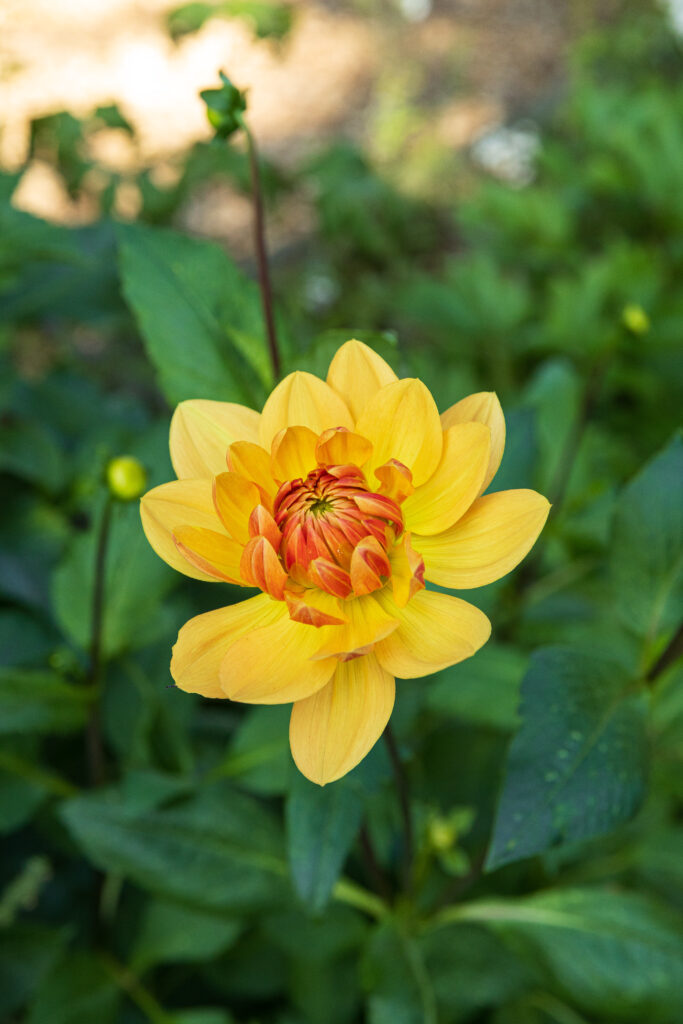 Talleres florales en Chateau la Chenevière